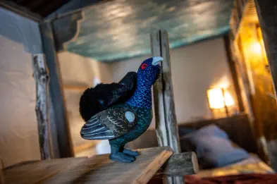 Le grand tétras dans la chambre cabane