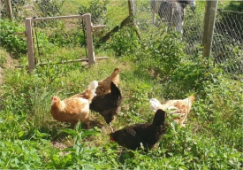 des poules au gîte de la retorderie